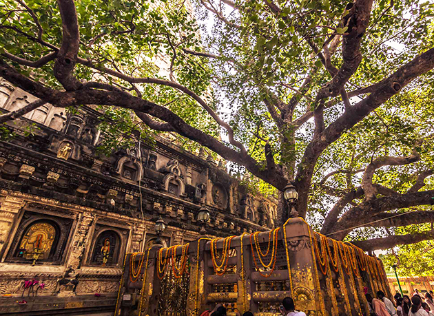 Mahabodhi Tree - Bodh Gaya, Bihar