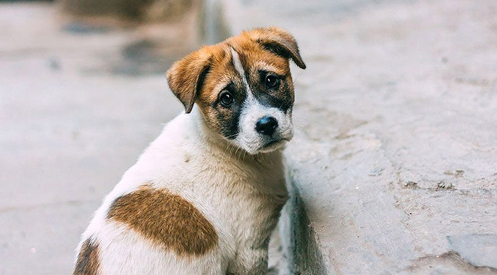 Care for abandoned pets and strays with Animals Matter To Me | Ethico |  Inspiring sustainable practices to fight the climate crisis
